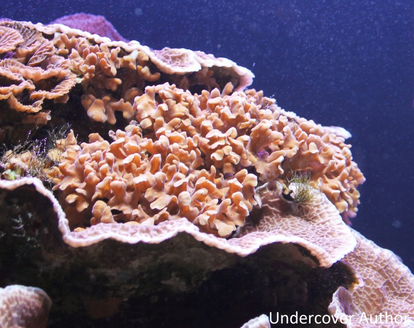 coral-hawaii